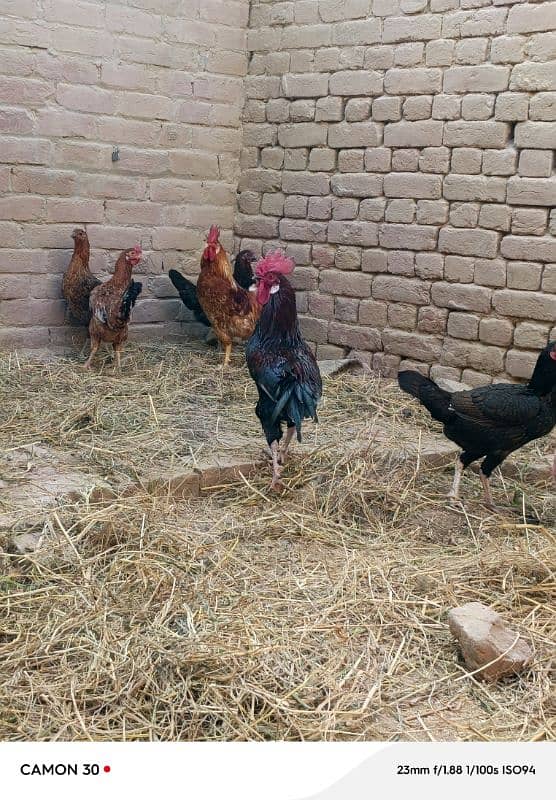 desi murgya for sale 2