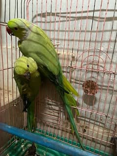 ringneck breeder pair