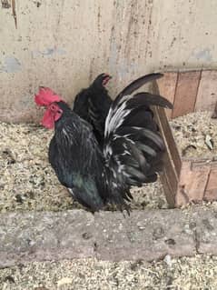 Black japanes hens for sale