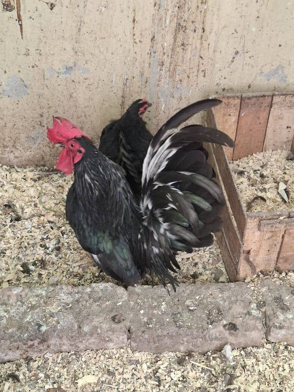 Black japanes hens for sale 0