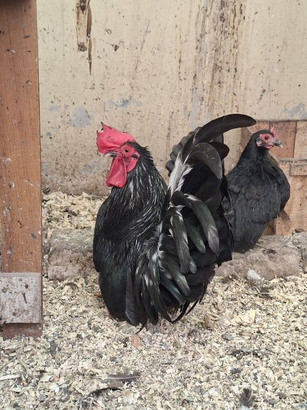 Black japanes hens for sale 1