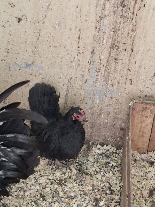 Black japanes hens for sale 2