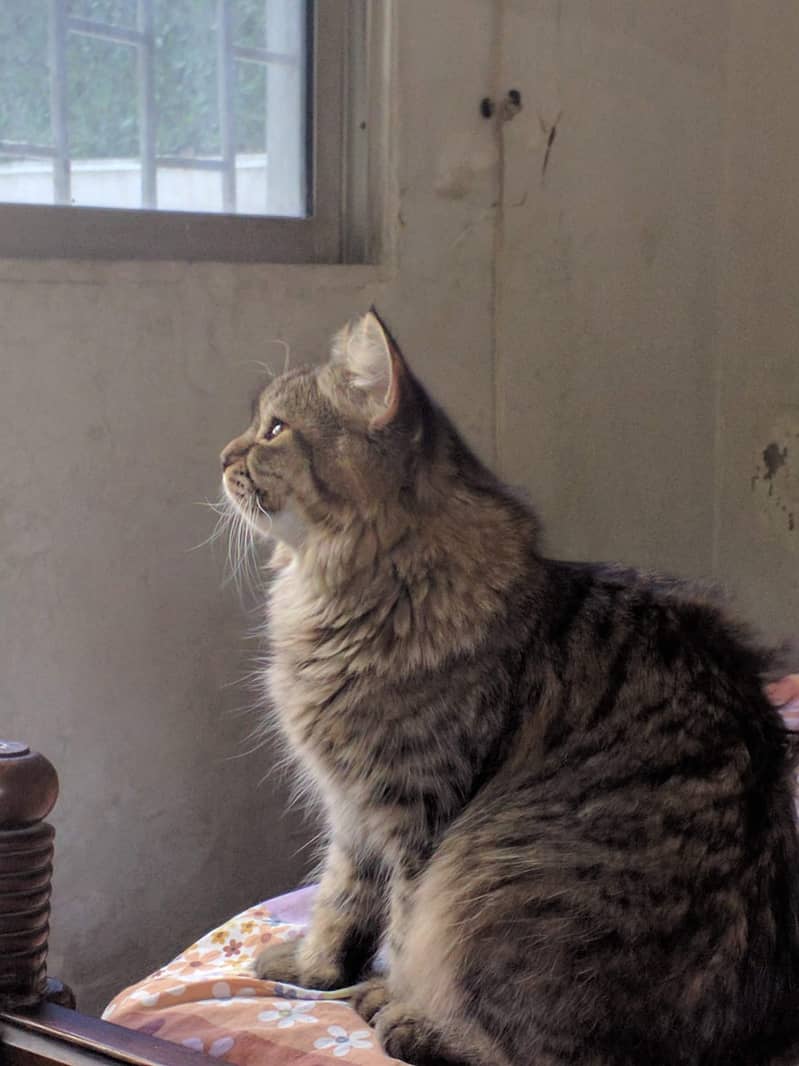 Male Persian Cat with Double Coat and Fluffy Fur 3