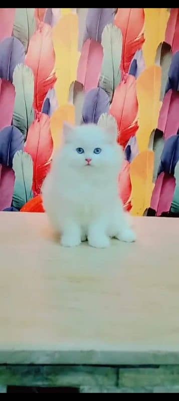 Persian cat for sale male female my WhatsApp 03=29=48=79=452 0