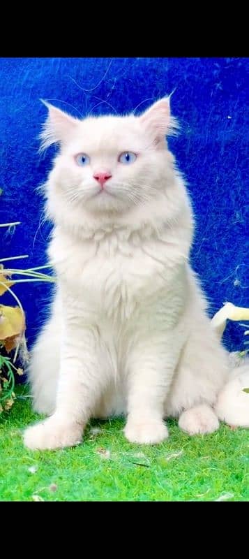 Persian cat for sale male female my WhatsApp 03=29=48=79=452 1