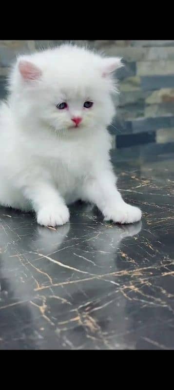 Persian cat for sale male female my WhatsApp 03=29=48=79=452 3