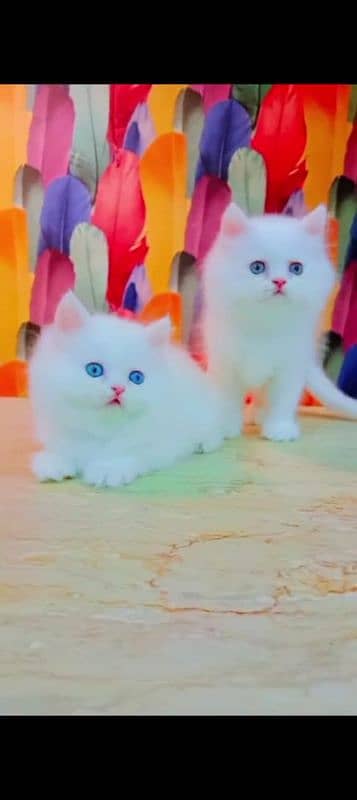 Persian cat for sale male female my WhatsApp 03=29=48=79=452 4