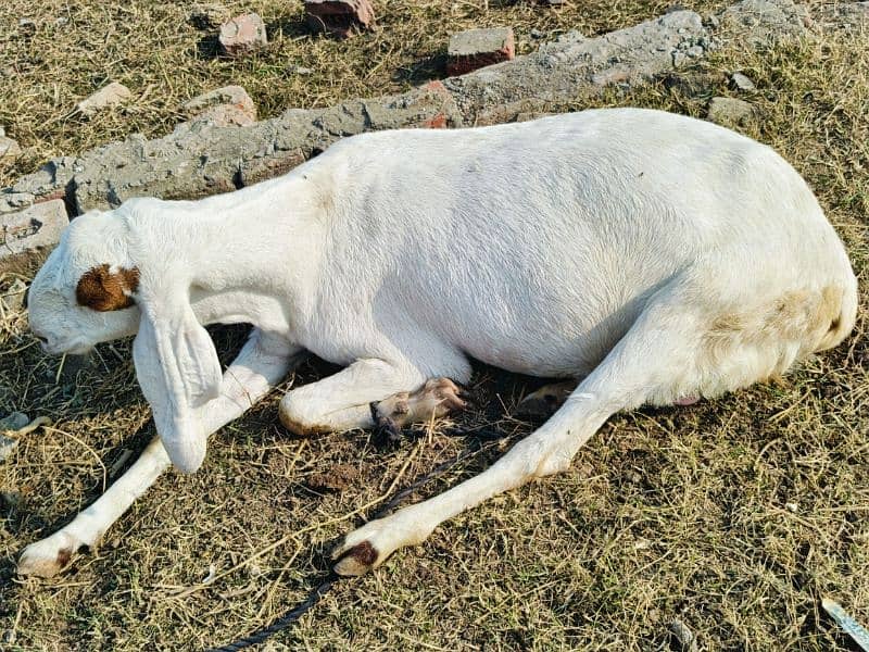 rajanpuri gaban bakri 1