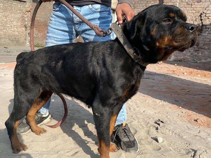 rottweiler female adult pure 1