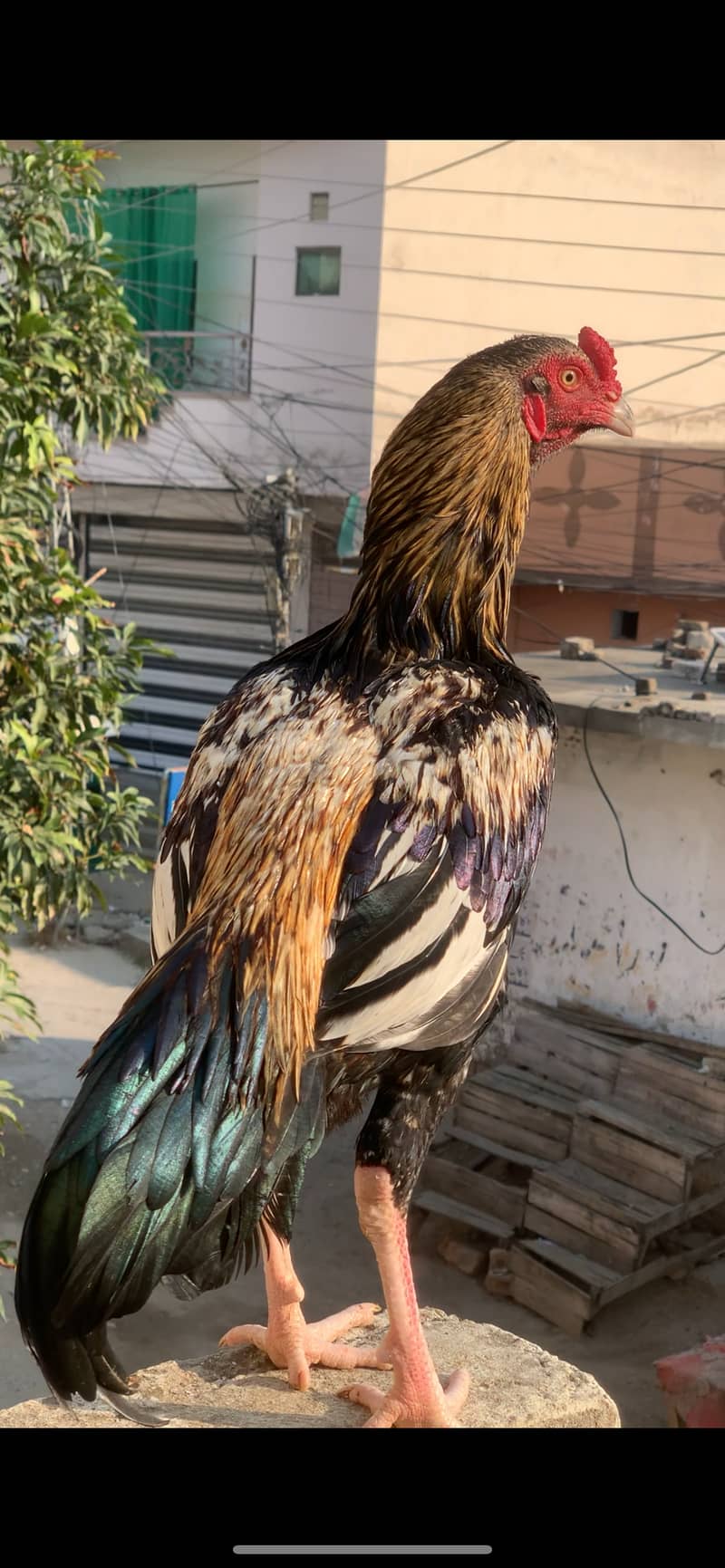 Aseel Pairs for Sale (Aseel Chicks also Available) 1