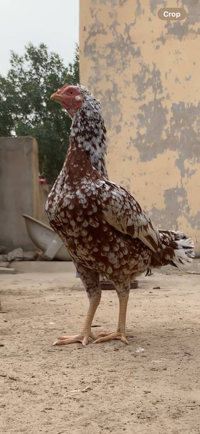 Aseel Pairs for Sale (Aseel Chicks also Available) 3