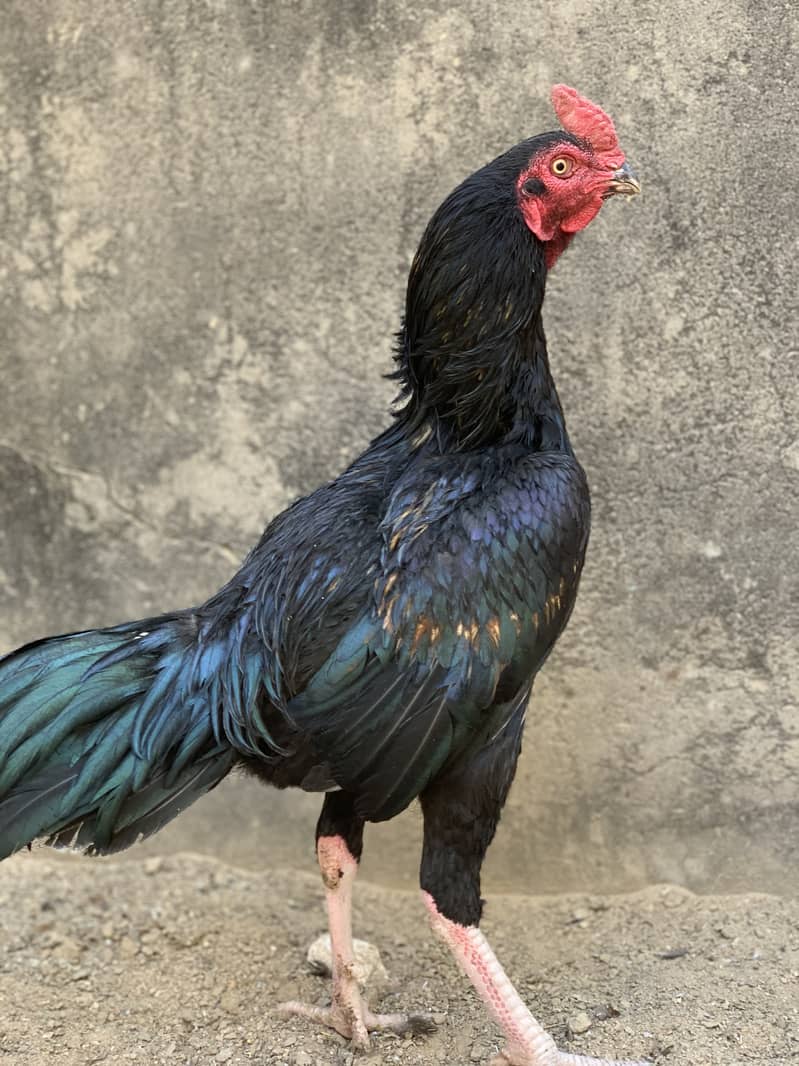 Aseel Pairs for Sale (Aseel Chicks also Available) 4