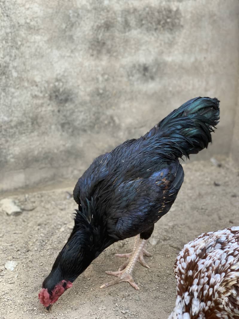 Aseel Pairs for Sale (Aseel Chicks also Available) 5