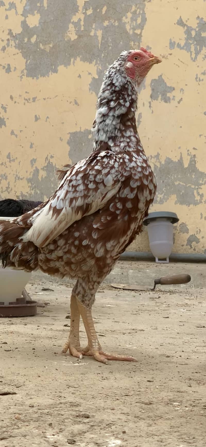 Aseel Pairs for Sale (Aseel Chicks also Available) 6