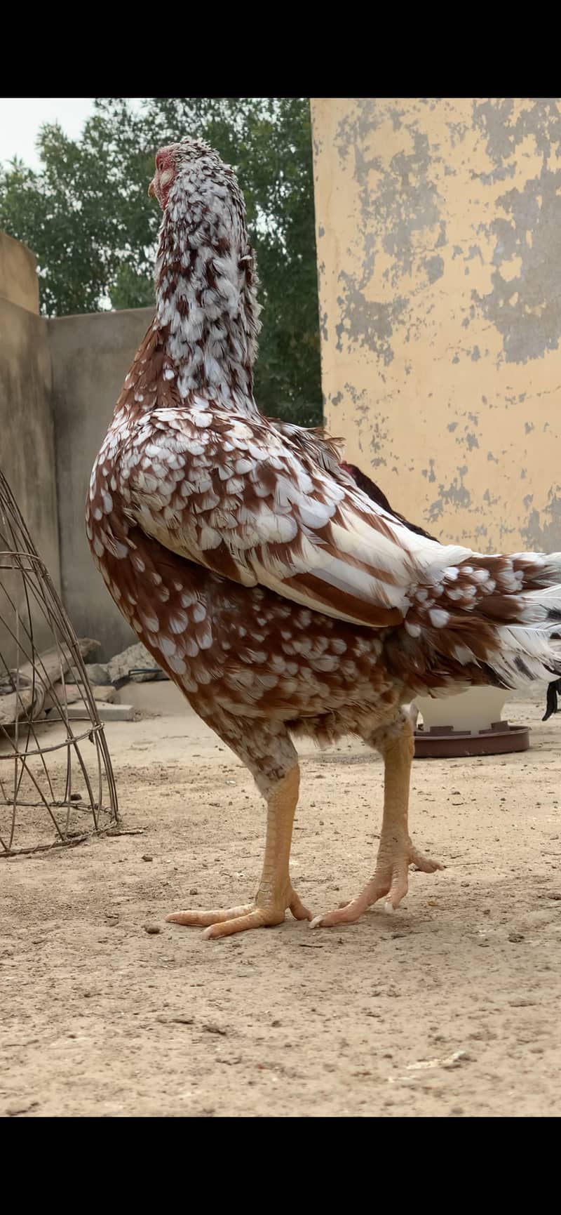 Aseel Pairs for Sale (Aseel Chicks also Available) 7