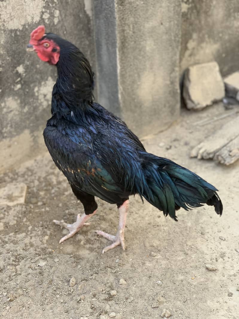 Aseel Pairs for Sale (Aseel Chicks also Available) 8