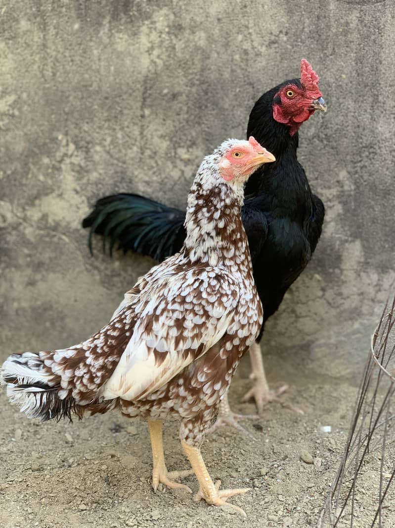 Aseel Pairs for Sale (Aseel Chicks also Available) 9