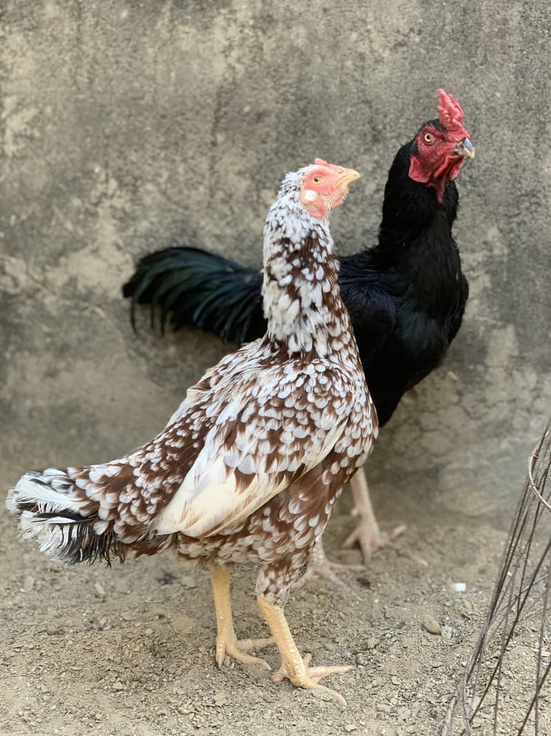 Aseel Pairs for Sale (Aseel Chicks also Available) 10