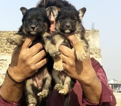 available German Shepherd pair for sale