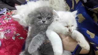 Persian kittens Triple coat for sale