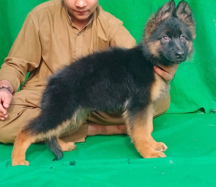 German Shepherd puppies 0