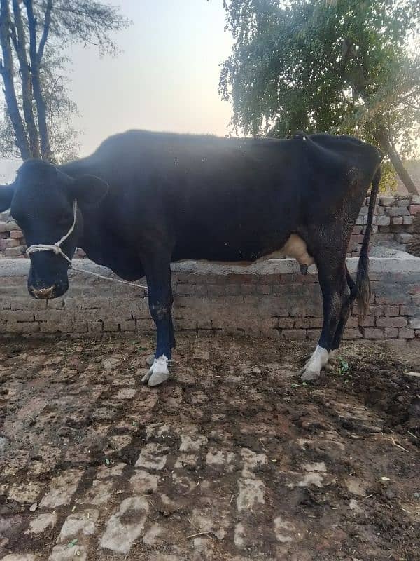 cow for sale 0