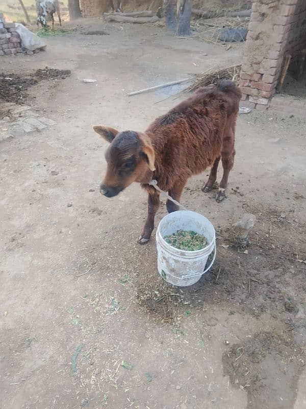 cow for sale 2