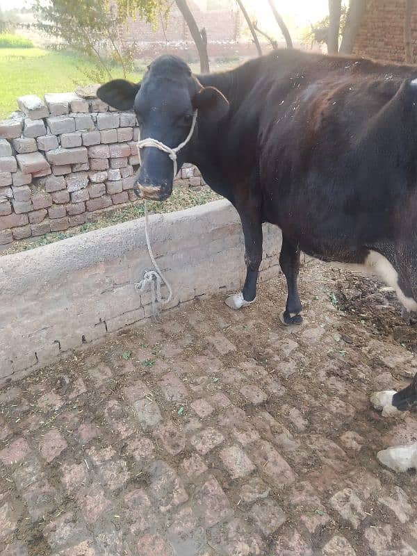 cow for sale 5