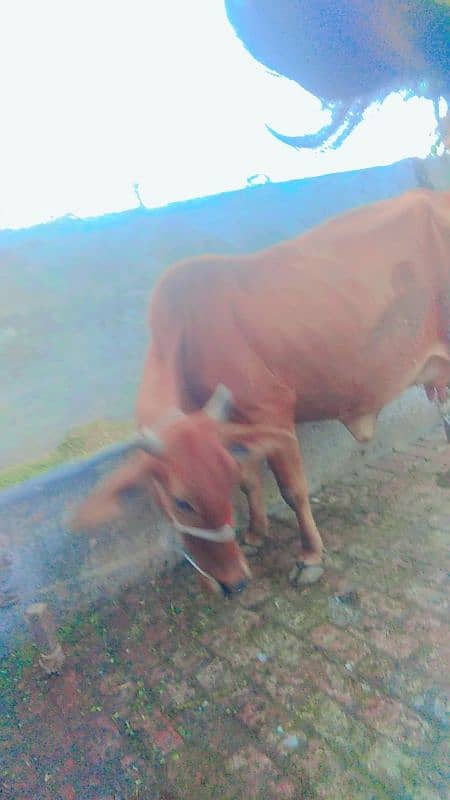 cow for sale 7