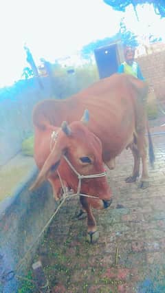 cow for sale