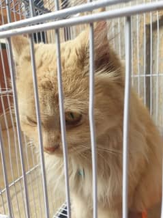 Persian cat age 9months with cage and food