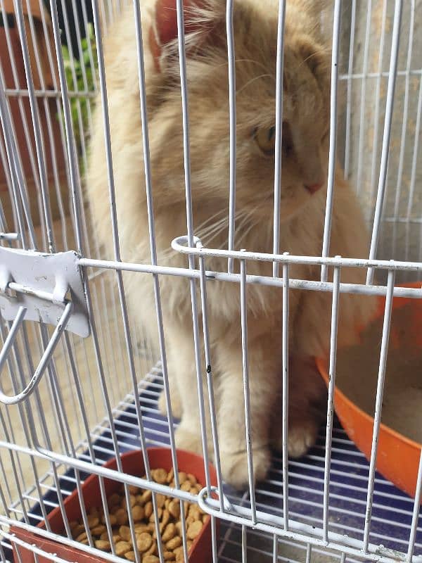 Persian cat age 9months with cage and food 1