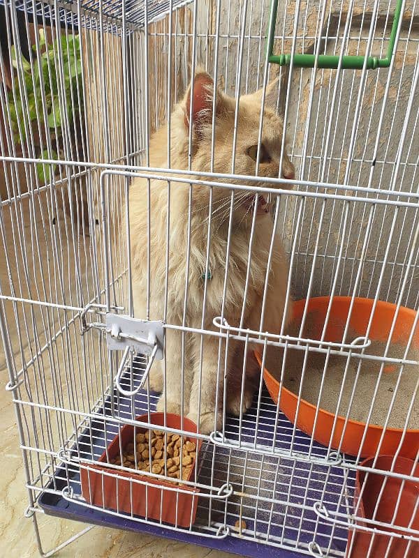 Persian cat age 9months with cage and food 2