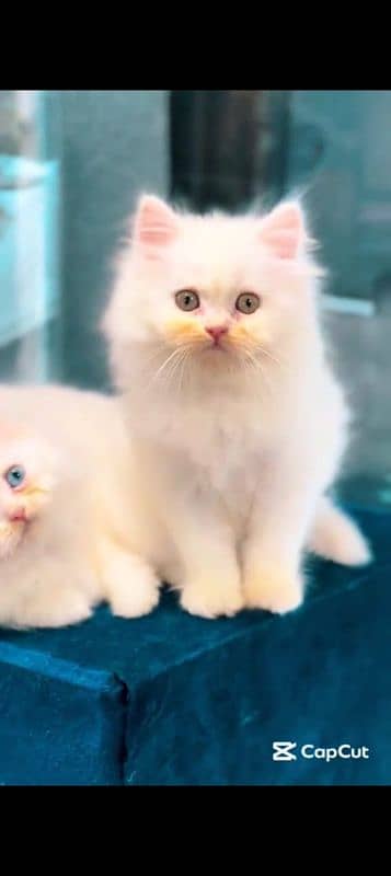 Persian cat for sale male female my WhatsApp 0329=48=79=452 1