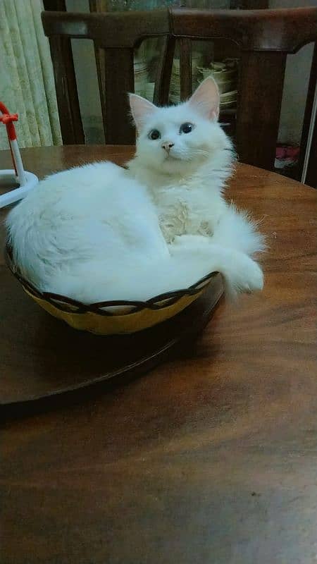 Turkish angora 0