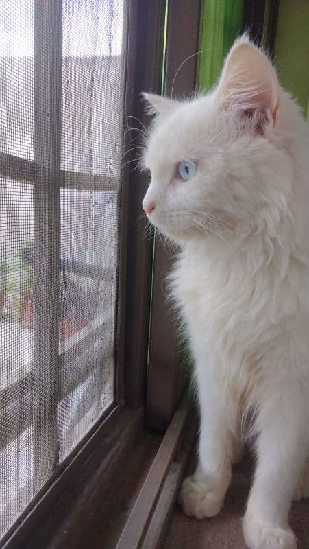 Turkish angora 2