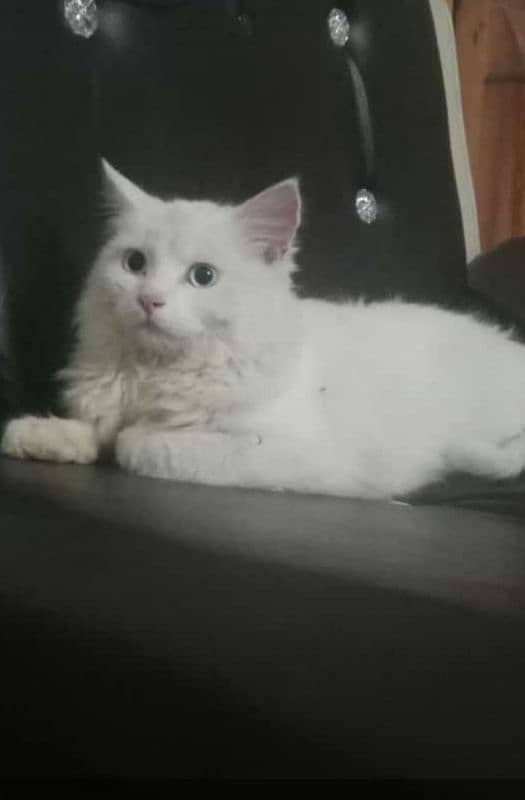 Turkish angora 3