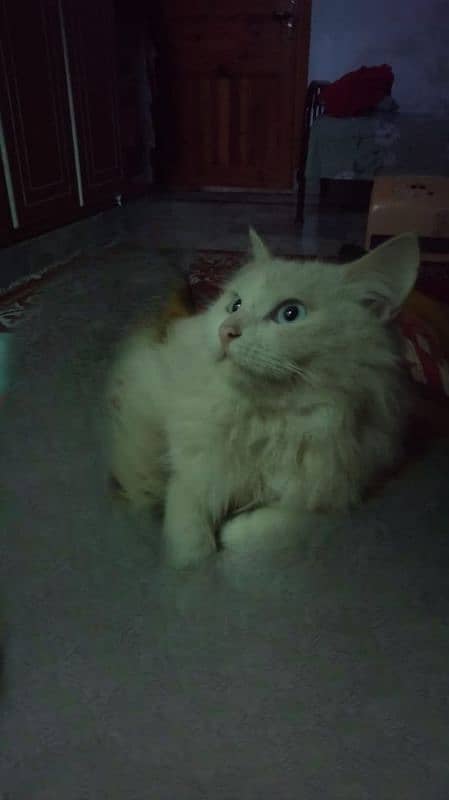 Turkish angora 4