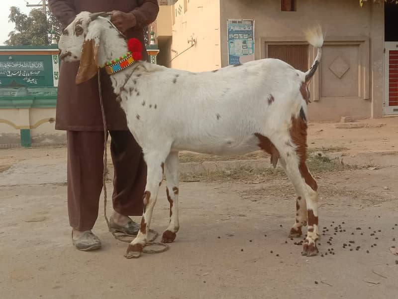 Goats for sale 2