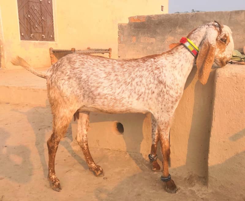 Goats for sale 3