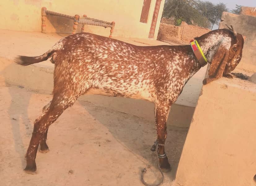 Goats for sale 4