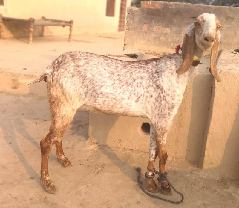 Goats for sale 5