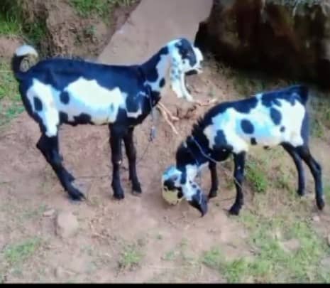 Goats for sale 7