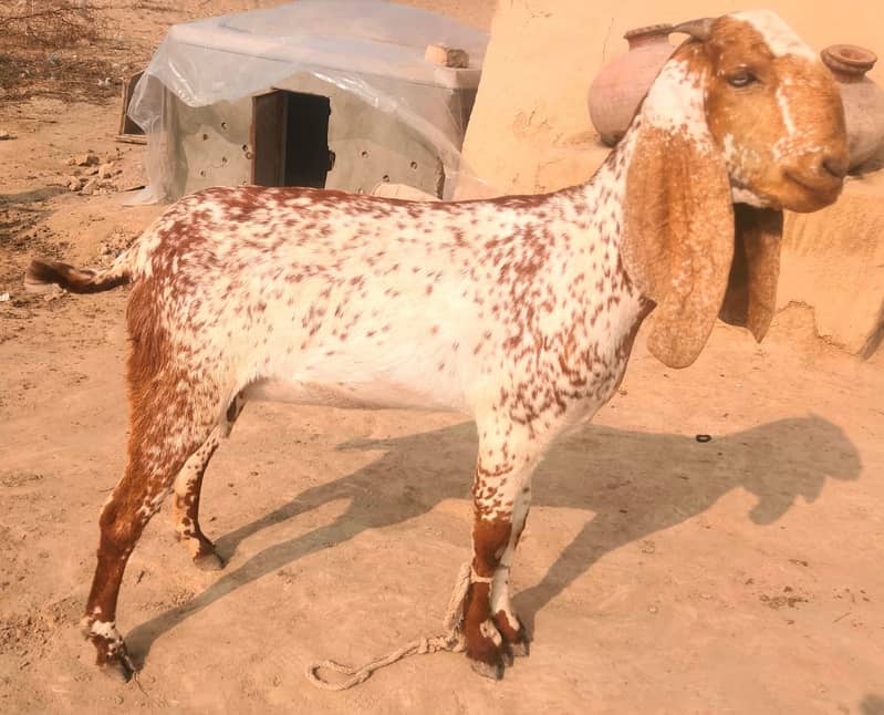 Goats for sale 8