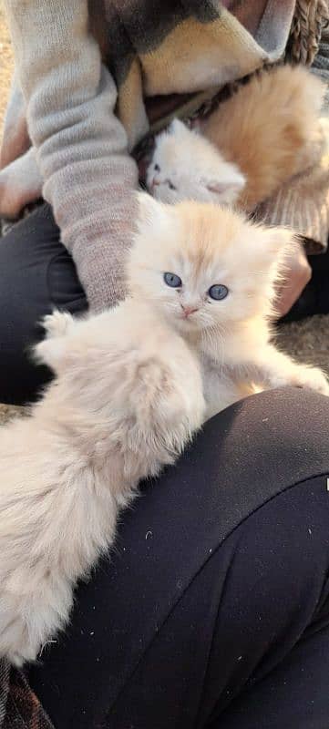 persion triple coated kittens for sale 3