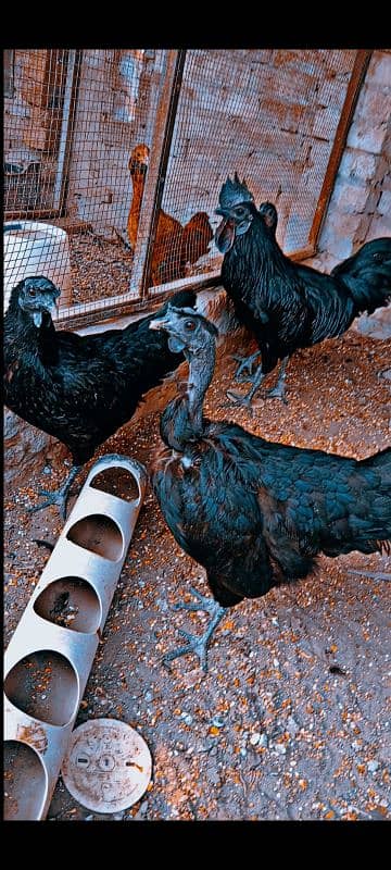 top qualty gray toung ayam cemani 0