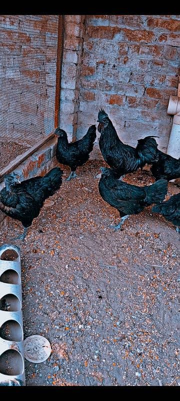 top qualty gray toung ayam cemani 2