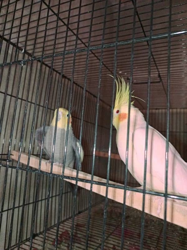 Cookatiel adult pair 1