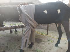 Black daba amratsari betal good quality bakri