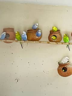 budgies